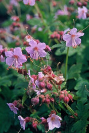 Geranium macr. &