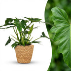 Philodendron Lacerum met Mand, kenmerkend blad