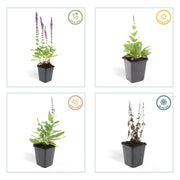 Salvia nem. &