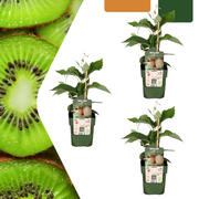 3 x Biologische kiwiplanten
