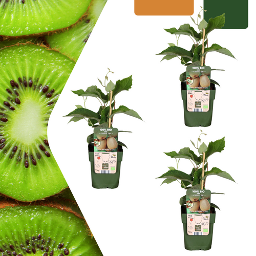 3 x Biologische kiwiplanten, groeiwijze van de plant