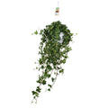 Productfoto van Hedera Helix Pitsburg - Hang/XXL