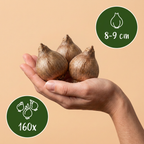 Zomerklokje Leucojum aestivum, witte bloembollen, 160 stuks, kenmerkend blad