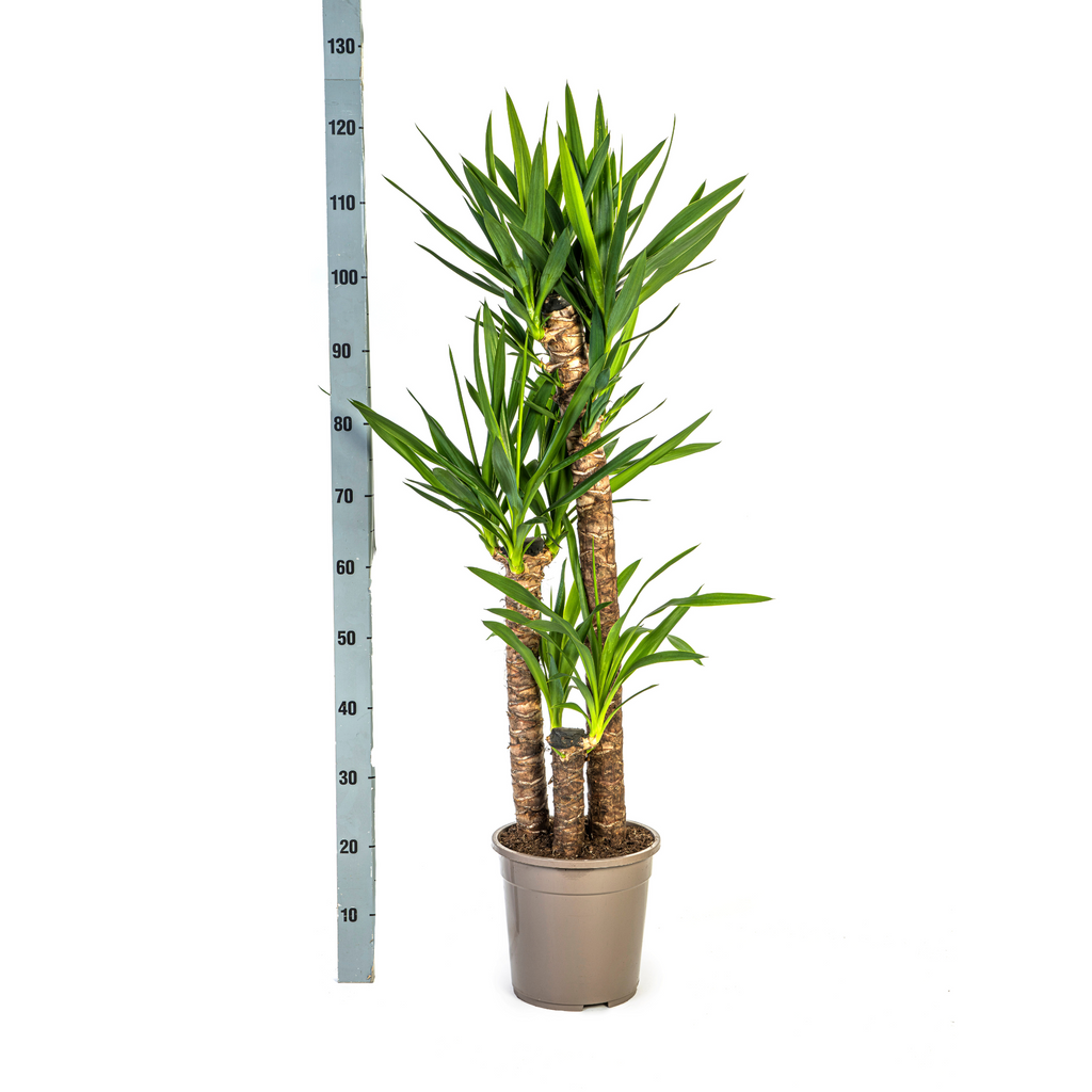 Yucca Elephantipes met mand, detail van het blad
