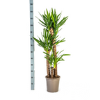 Yucca Elephantipes met mand, detail van het blad