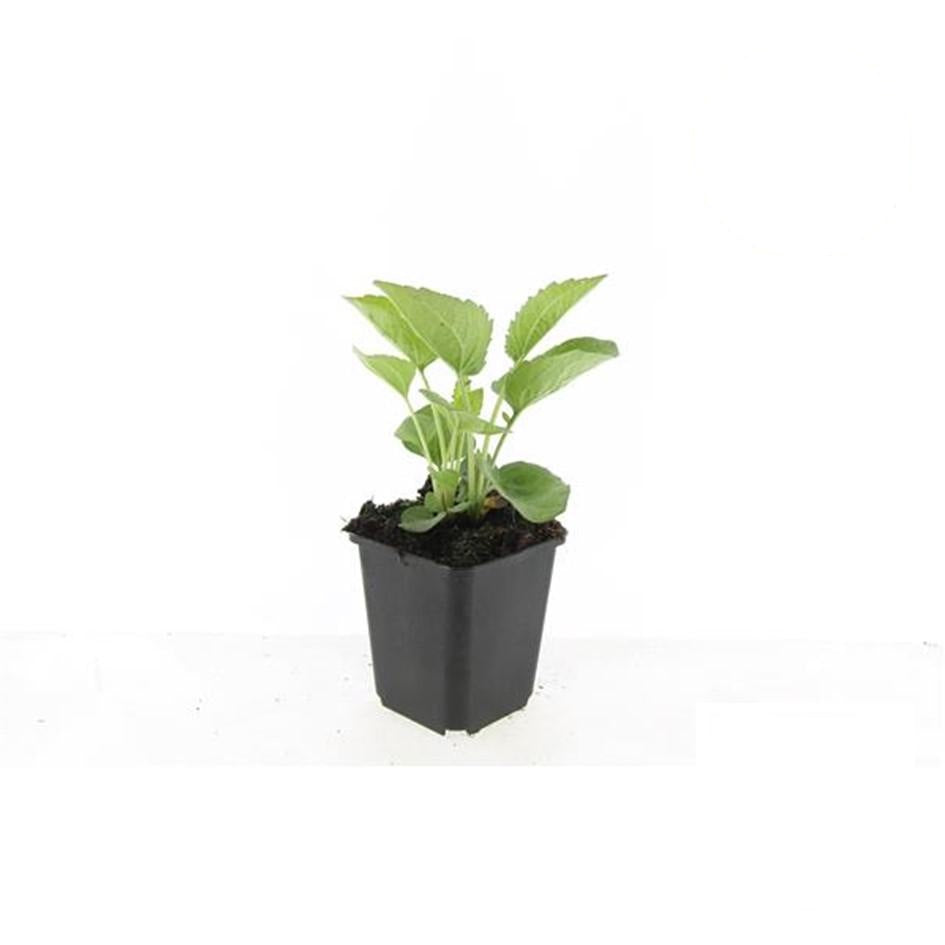 Echinacea p. 'Magnus', groene bladeren