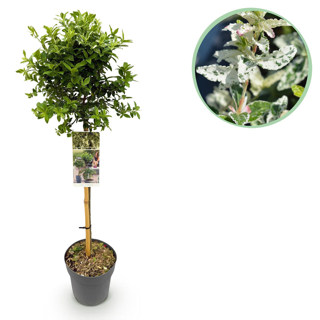 Euonymus fortunei Harlequin, kenmerkend blad