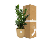Detailfoto van Zamioculcas in ELHO Vibes Fold 14cm geel