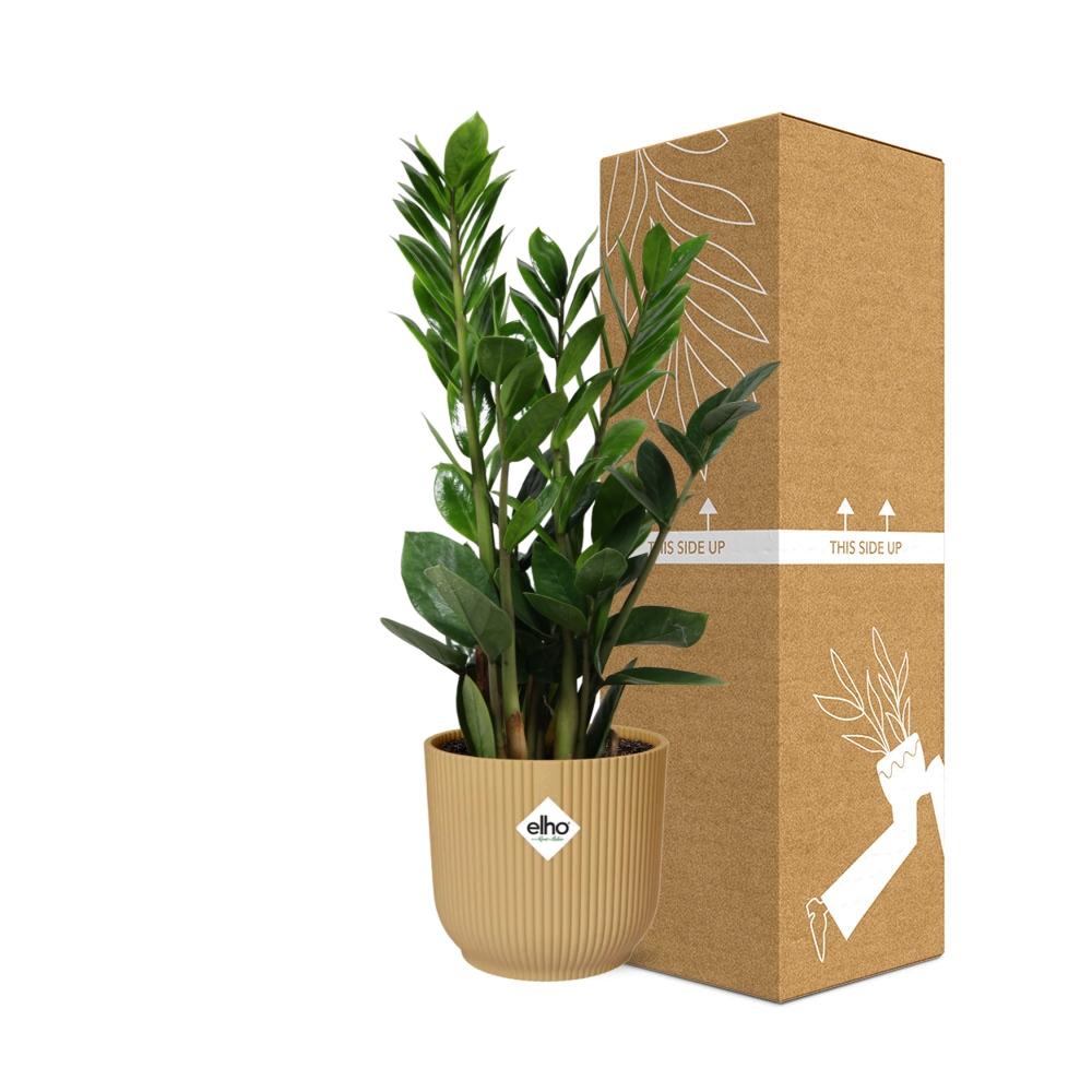 Detailfoto van Zamioculcas in ELHO Vibes Fold 14cm geel