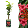 Campsis radicans - trompetklimmer - set van 2 - Ø9 cm
