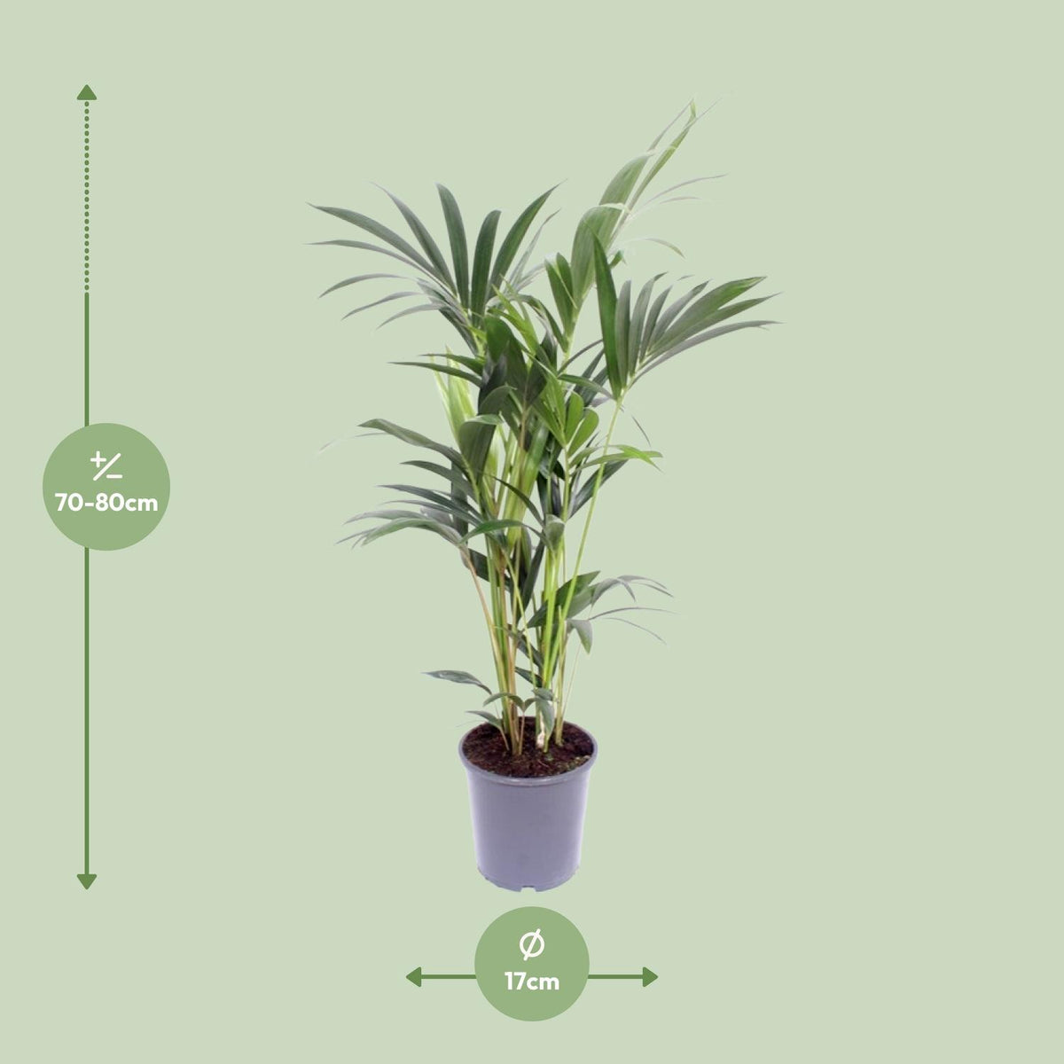Detailfoto van Howea Forsteriana