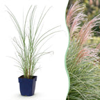 Prachtriet Miscanthus Morning Light met pluim