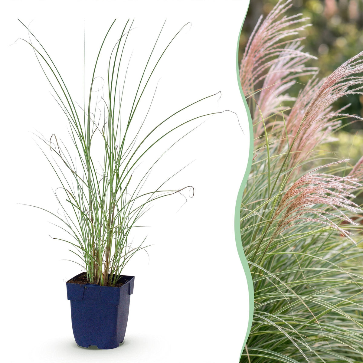 Prachtriet Miscanthus Morning Light met pluim