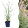 Prachtriet Miscanthus 'Morning Light', met pluim, zilver