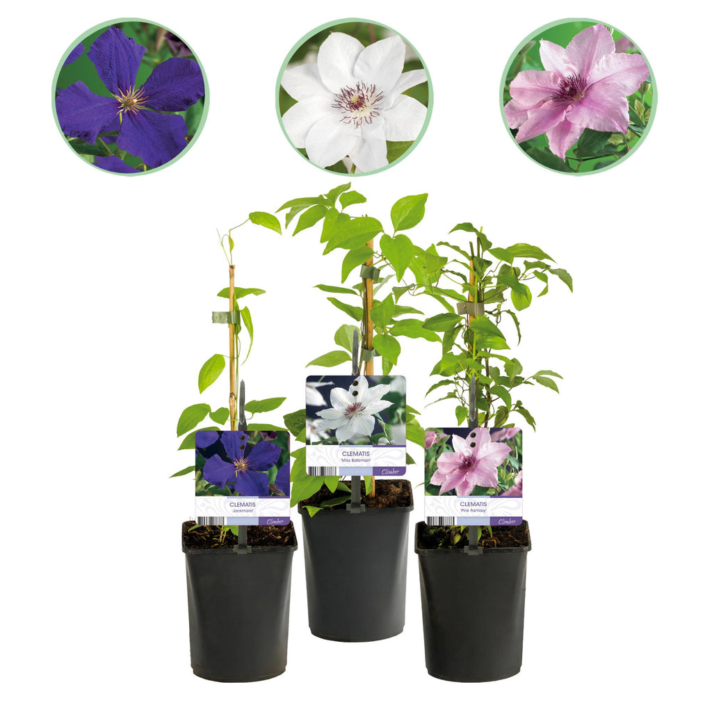 Clematis Tricolour, plant in pot