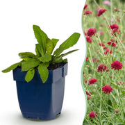 Knautia macedonica - Beemdkroon - Bijen- en vlinderlokkers - Donker Rood - 6 Planten