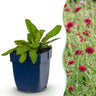 Knautia macedonica - Beemdkroon - Bijen- en vlinderlokkers - Donker Rood - 6 Planten