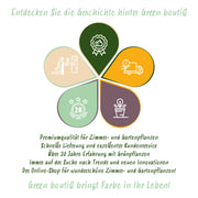 Digitalis purp. Dalmatian Purple - Vingerhoedskruid - Schaduw - Paars - 6 Planten