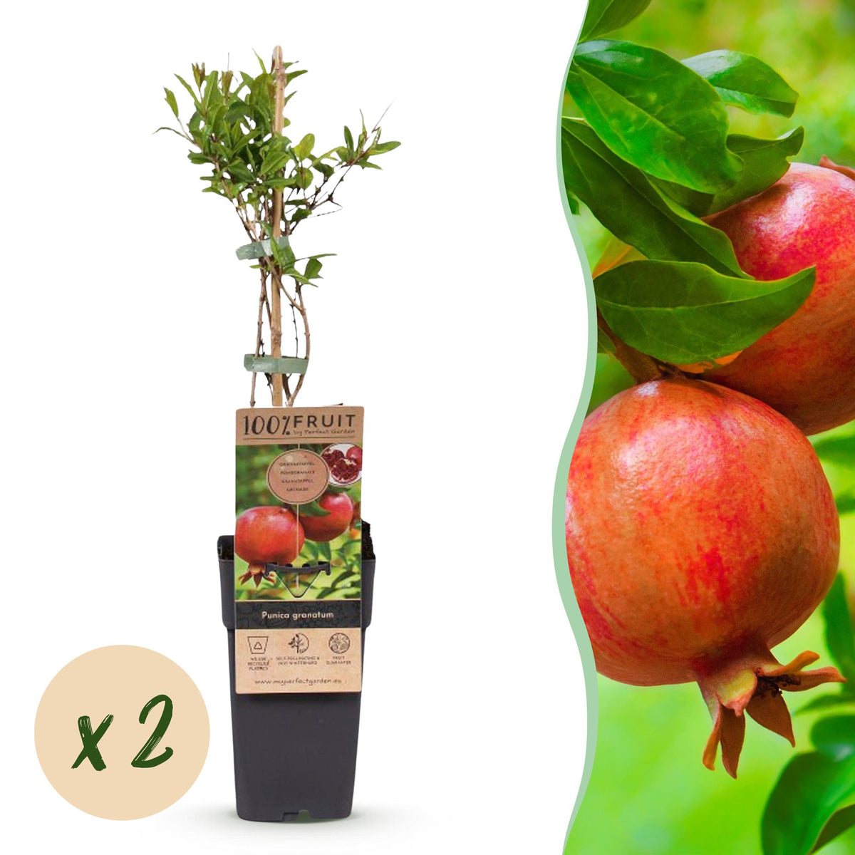 Granaatappelboom, fruitgewas voor de tuin, plant in pot