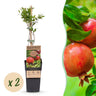 Granaatappelboom, fruitgewas voor de tuin