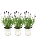 Productafbeelding van Pureplant