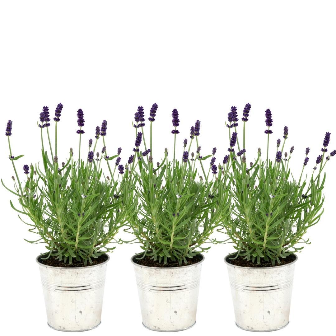 Productafbeelding van Pureplant
