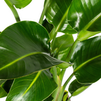 Strelitzia Nicolai met mand, groene bladeren