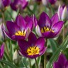 Tulp 'Persian Pearl' bloembollen, paars