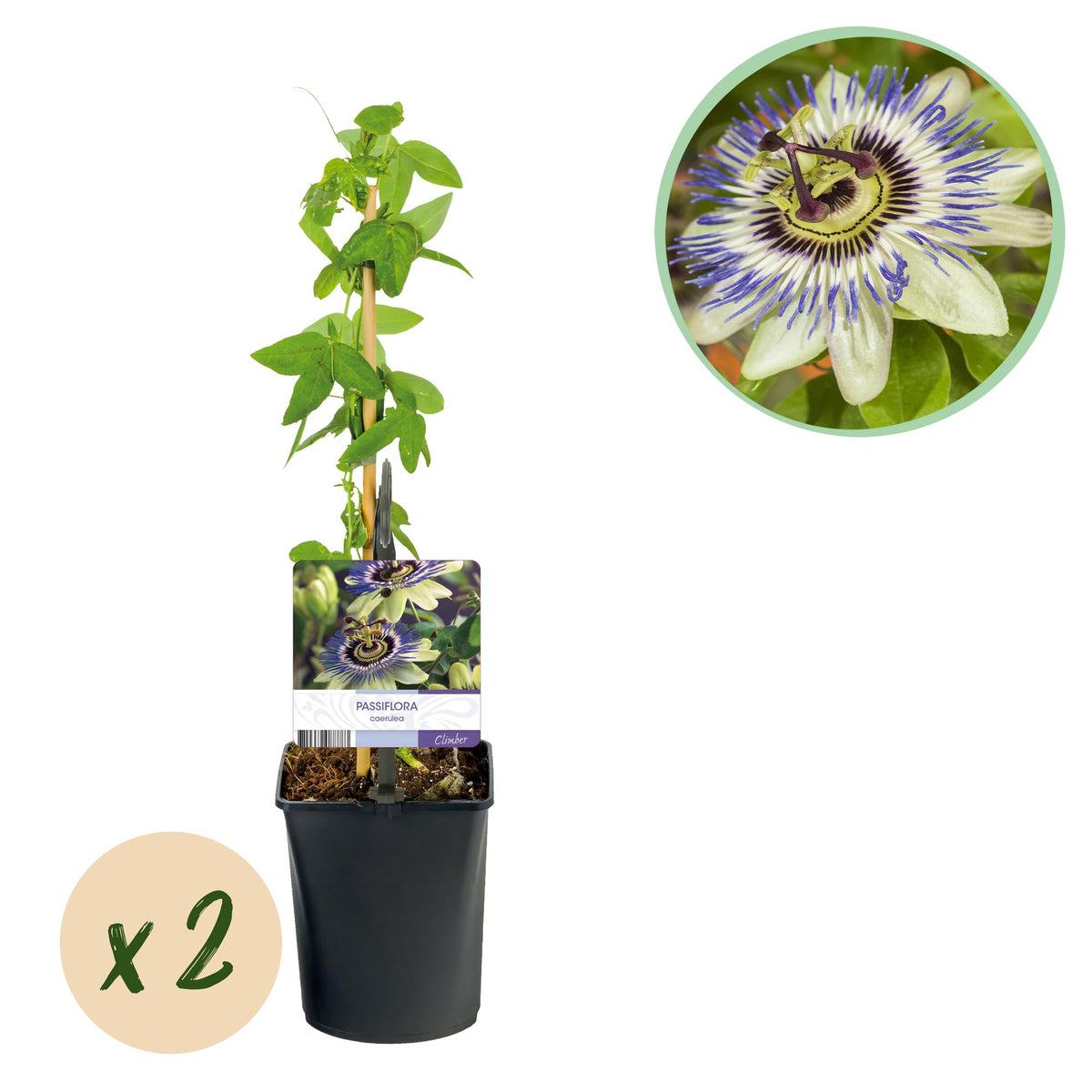 Passiflora caerulea, plant in pot