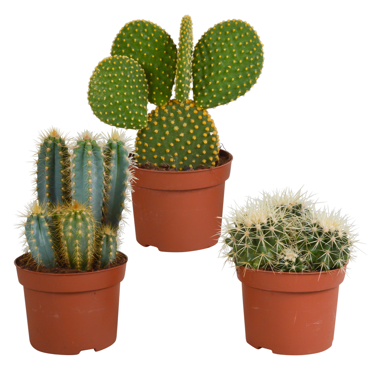 Productafbeelding van Pureplant