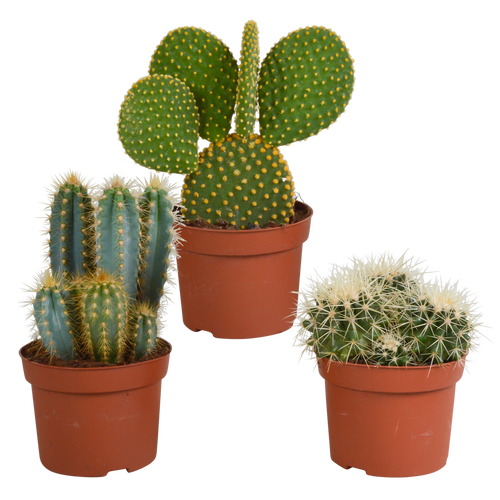 Productafbeelding van Pureplant