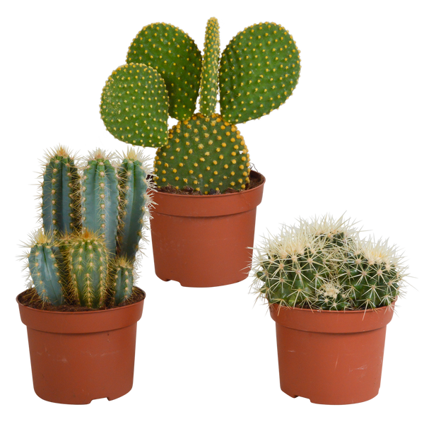 Cactus mix