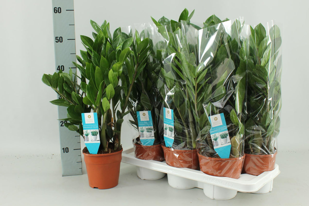 Productfoto van Zamioculcas Zamiifolia