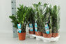 Zamioculcas Zamiifolia