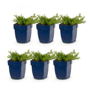 6x Vlambloem MacDaniel&
