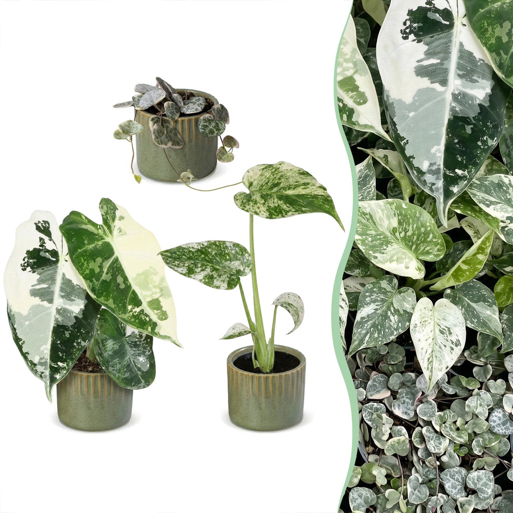 3x Baby Variegata Mix - Diversen - Tropisch - incl. Linnea Olive - Ø6cm - ↕10-15cm, plant in pot