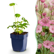 Astrantia major - zeeuws knoopje - 12 planten