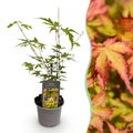Acer palmatum Sangokaku, 35 cm hoog, kenmerkend blad