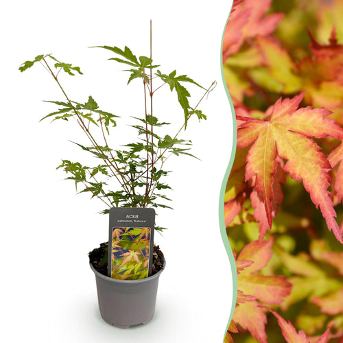 Acer palmatum Sangokaku, 35 cm hoog, kenmerkend blad