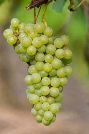 Vitis vinifera &