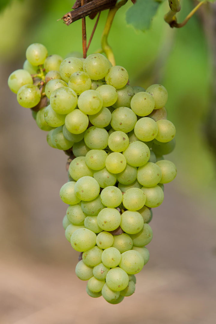 Vitis vinifera &