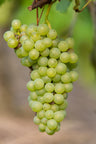 Vitis vinifera 'Johanniter' - Witte Druif