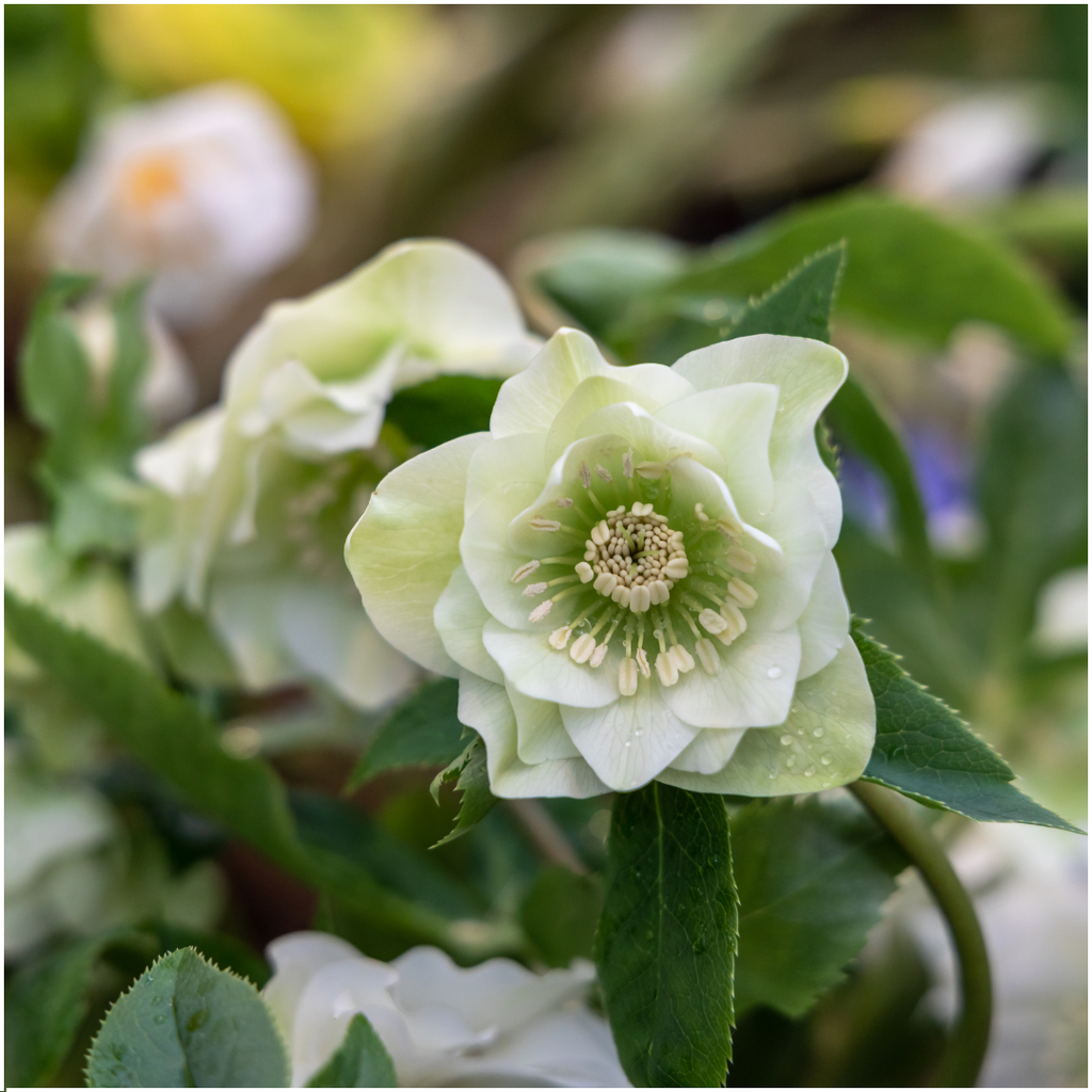 Helleborus Specials, groene bladeren