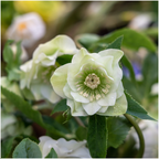 Helleborus Specials, groene bladeren
