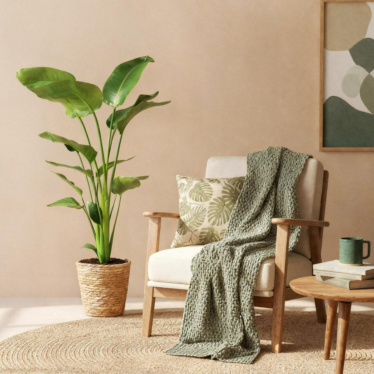 Stelitzia Nicolai, plant in pot