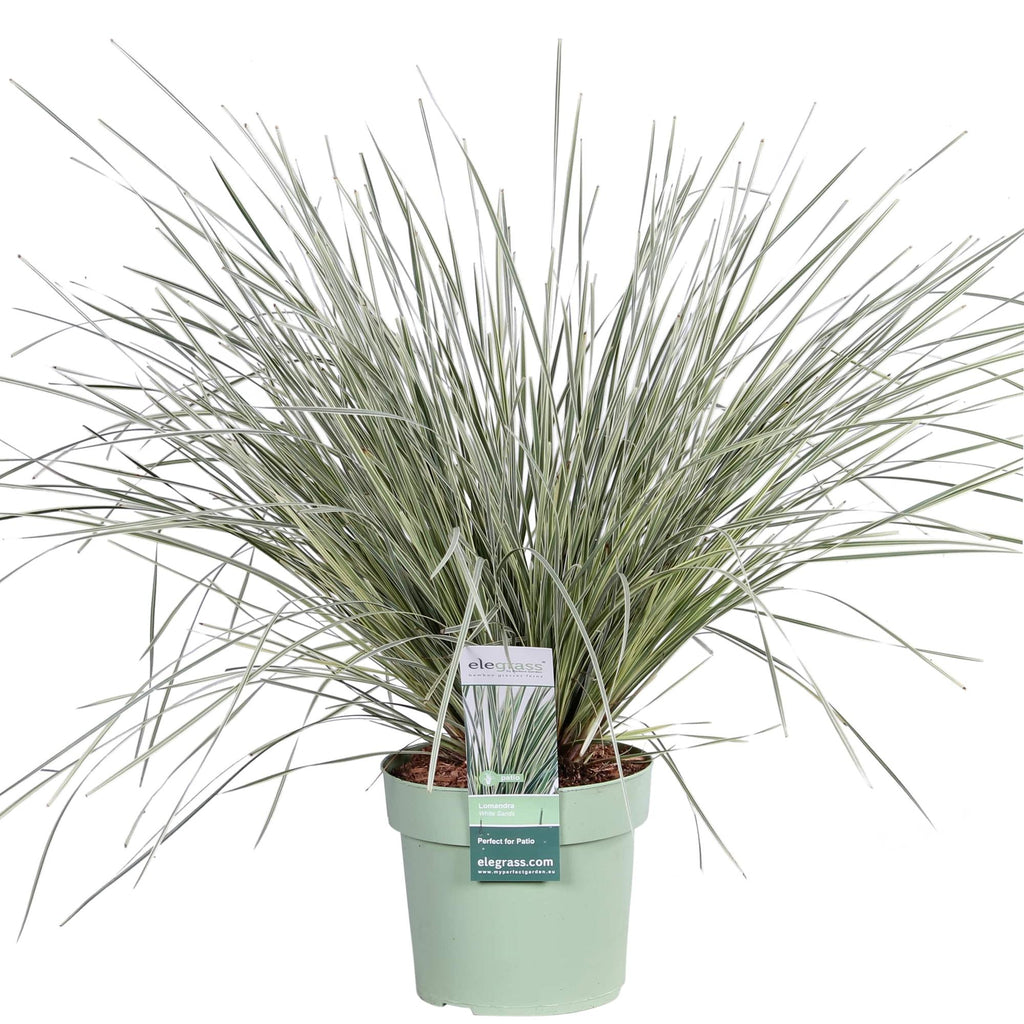 Detailfoto van Lomandra longifolia 'White Sands'