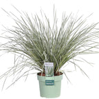 Detailfoto van Lomandra longifolia 'White Sands'