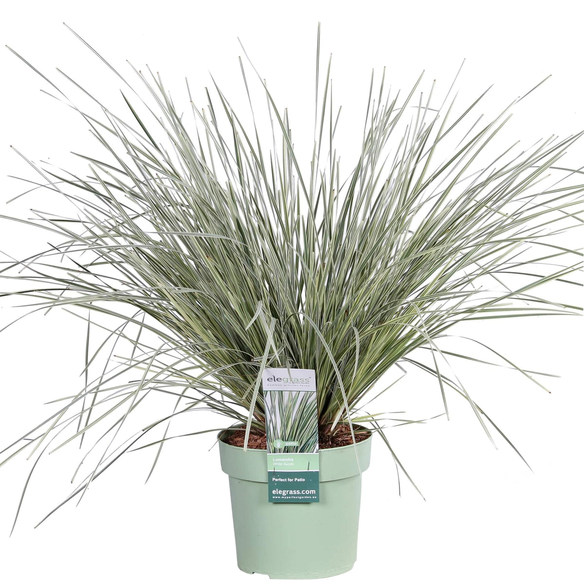 Detailfoto van Lomandra longifolia 'White Sands'