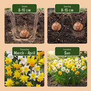 Botanische narcissenmix bloembollen, geel en wit, foto 4