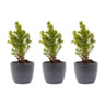 Mini-kerstboom set 3, groene boompjes in Boule antraciet pot